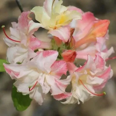 Азалия КЭННОНС ДАБЛ листопадная — описание сорта Азалия КЭННОНС ДАБЛ листопадная в Москве