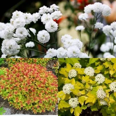 Комплект СОЛНЕЧНЫЙ МИКС — описание сорта Комплект СОЛНЕЧНЫЙ МИКС в Москве