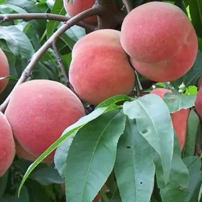 Персик РОЯЛ ВИ — описание сорта Персик РОЯЛ ВИ в Москве