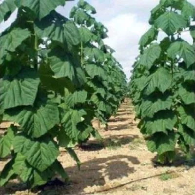 Павлония ПАО ТОГН Z07 в Москве