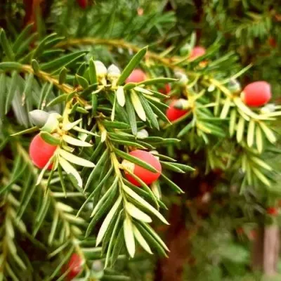 Тис ДАВИД ягодный в Москве