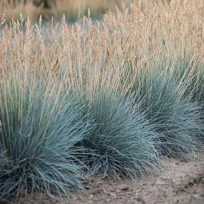 Овсяница АЙСФОГЕЛЬ сизая в Москве