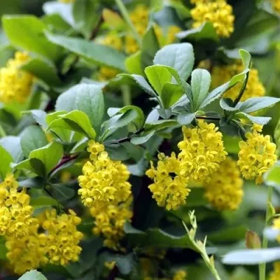 Барбарис корейский — описание сорта Барбарис корейский в Москве