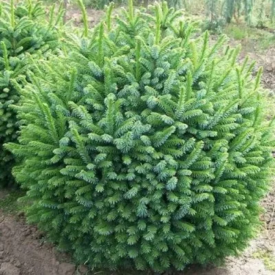 Ель НАНА сербская в Москве