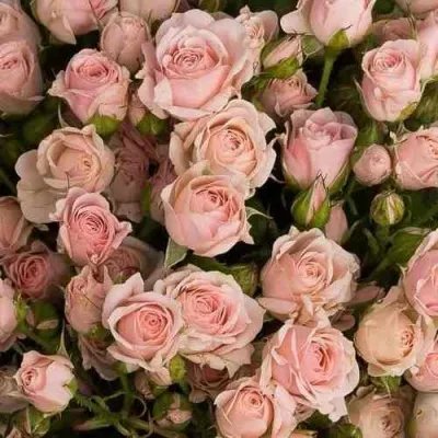 Саженцы роз ОДИЛЛИЯ спрей в Москве