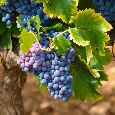 Виноград ЗИЛГА  Виноград ЗИЛГА в Москве