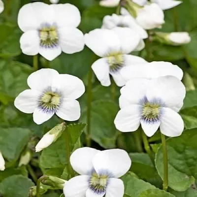 Фиалка АЛЬБИФЛОРА сестринская в Москве