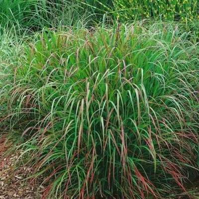 Просо РЕБРАУН прутьевидное — описание сорта Просо РЕБРАУН прутьевидное в Москве