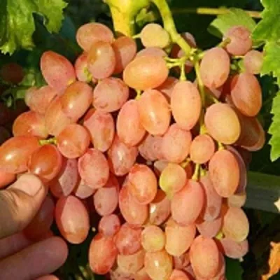 Виноград КИШМИШ ЛУЧИСТЫЙ — описание сорта Виноград КИШМИШ ЛУЧИСТЫЙ в Москве