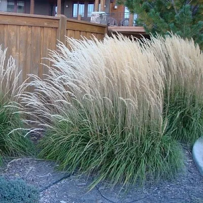 Вейник КАРЛ ФОРСТЕР остроцветковый в Москве