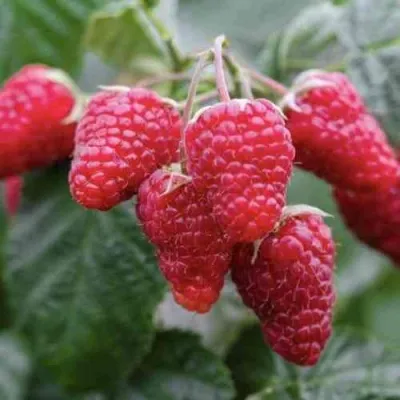 Малина МАРОСЕЙКА в Москве