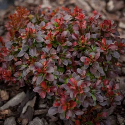Барбарис БАГАТЕЛЬ тунберга — описание сорта Барбарис БАГАТЕЛЬ тунберга в Москве