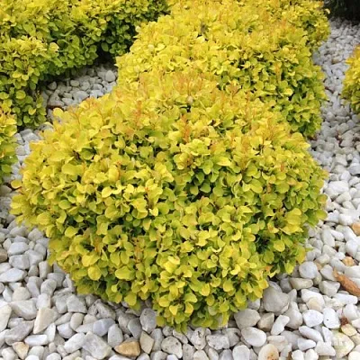 Барбарис БОНАНЗА ГОЛД тунберга  Барбарис БОНАНЗА ГОЛД тунберга в Москве