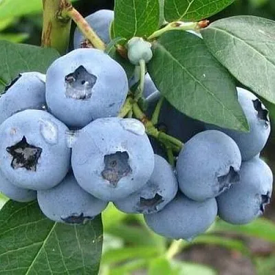 Голубика БЛЮЭТТА  Голубика БЛЮЭТТА в Москве