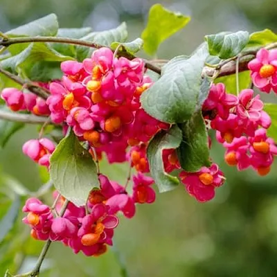 Бересклет ЕВРОПЕЙСКИЙ  Бересклет ЕВРОПЕЙСКИЙ в Москве