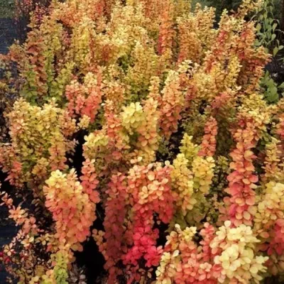 Барбарис САММЕР САНСЕТ тунберга — описание сорта Барбарис САММЕР САНСЕТ тунберга в Москве