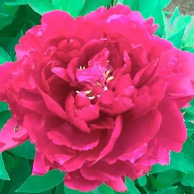 Пион ОСТРОВНОЙ МИНИСТР древовидный в Москве