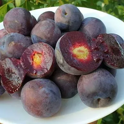 Сливово-вишневый гибрид МЕЙНОР  Сливово-вишневый гибрид МЕЙНОР в Москве