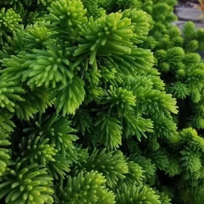 Ель ЛИТЛ ДЖЕМ обыкновенная — описание сорта Ель ЛИТЛ ДЖЕМ обыкновенная в Москве