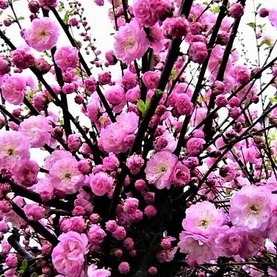 Миндаль  Миндаль в Москве