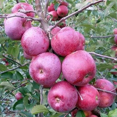 Яблоня ФЛОРИНА — описание сорта Яблоня ФЛОРИНА в Москве