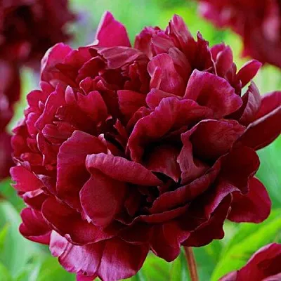 Пион АРМАНИ травянистый  Пион АРМАНИ травянистый в Москве