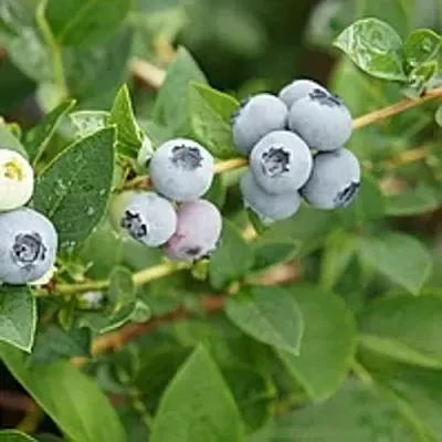 Голубика ЦУКЕР ТРАУБЕ в Москве