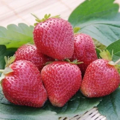 Клубника ВИМА КСИМА в Москве