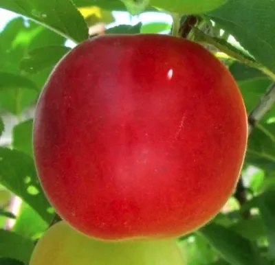 Плумкот БИРИКОККОЛО БОЛОГНЕС — описание сорта Плумкот БИРИКОККОЛО БОЛОГНЕС в Москве