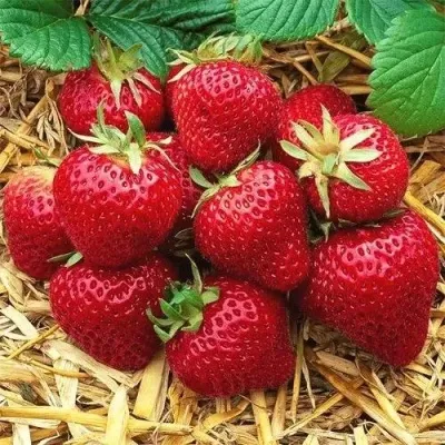 Клубника ХОНЕЙ — описание сорта Клубника ХОНЕЙ в Москве