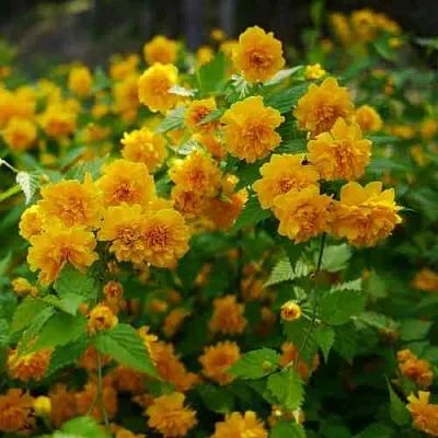 Керрия японская ПЛЕНИФЛОРА  Керрия японская ПЛЕНИФЛОРА в Москве