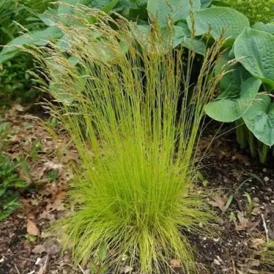 Щучка ТАТРА ГОЛД извилистая — описание сорта Щучка ТАТРА ГОЛД извилистая в Москве