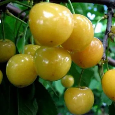 Черешня РОССОШАНСКАЯ ЗОЛОТАЯ в Москве