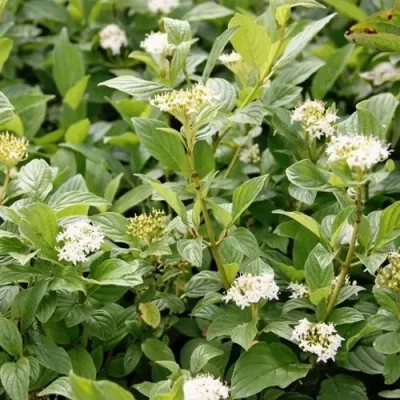 Дерен ФЛАВИРАМЕА отпрысковый  — описание сорта Дерен ФЛАВИРАМЕА отпрысковый  в Москве