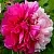 Пион ДВЕ СЕСТРЫ древовидный в Москве