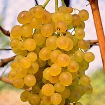 Виноград КИШМИШ КОКТЕЙЛЬ — описание сорта Виноград КИШМИШ КОКТЕЙЛЬ в Москве