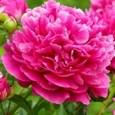 Пион НОЧНЫЕ ГРЕЗЫ древовидный — описание сорта Пион НОЧНЫЕ ГРЕЗЫ древовидный в Москве