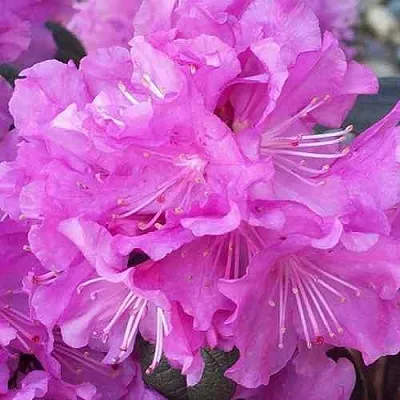 Рододендрон П.Ж.М. ЭЛИТ  Рододендрон П.Ж.М. ЭЛИТ в Москве