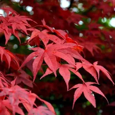 Клен гиннала  — описание сорта Клен гиннала  в Москве