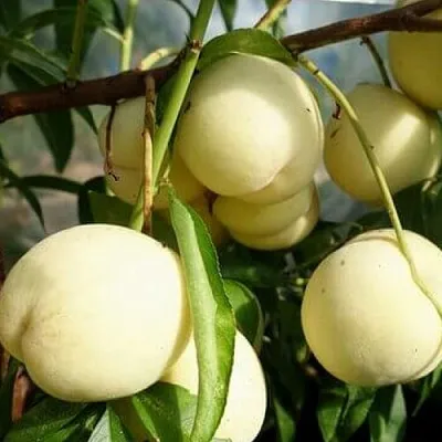 Персик АЙС ПИЧ  Персик АЙС ПИЧ в Москве