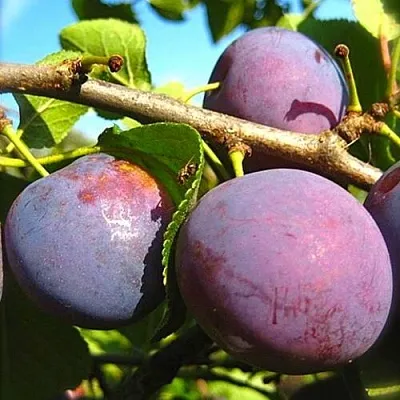 Слива СТАРТОВАЯ Слива СТАРТОВАЯ