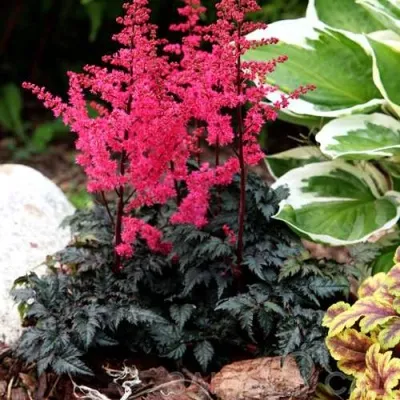 Астильба МУЛЕН РУЖ курчавая — описание сорта Астильба МУЛЕН РУЖ курчавая в Москве