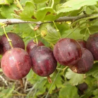 Крыжовник СМЕНА — описание сорта Крыжовник СМЕНА в Москве