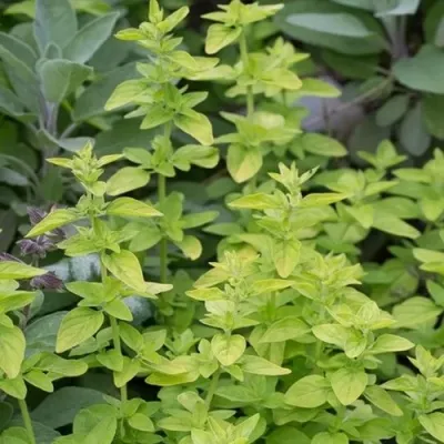 Душица ТАМБЛС ВАРИЕТИ обыкновенная — описание сорта Душица ТАМБЛС ВАРИЕТИ обыкновенная в Москве