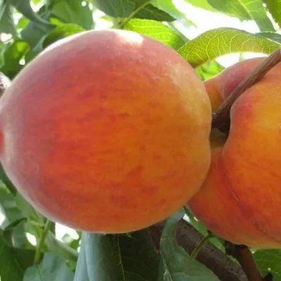 Персик СОЧНЫЙ в Москве