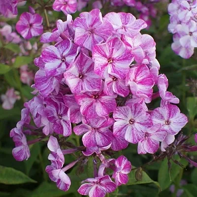 саженцы флокса