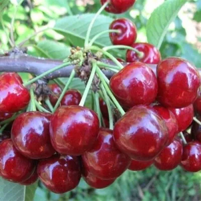 Вишня ДЕСЕРТНАЯ МОРОЗОВОЙ — описание сорта Вишня ДЕСЕРТНАЯ МОРОЗОВОЙ в Москве
