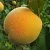 Персик ДОНЕЦКИЙ ЖЁЛТЫЙ
