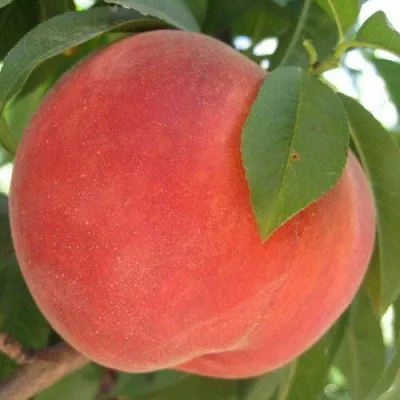 Персик МАЙСКИЙ ЦВЕТОК — описание сорта Персик МАЙСКИЙ ЦВЕТОК в Москве
