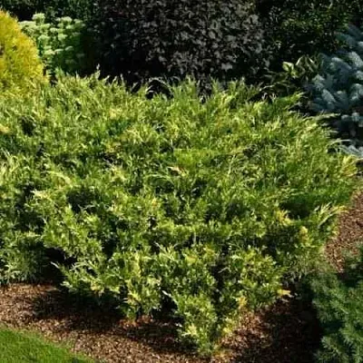Можжевельник ВАРИЕГАТА казацкий  Можжевельник ВАРИЕГАТА казацкий в Москве